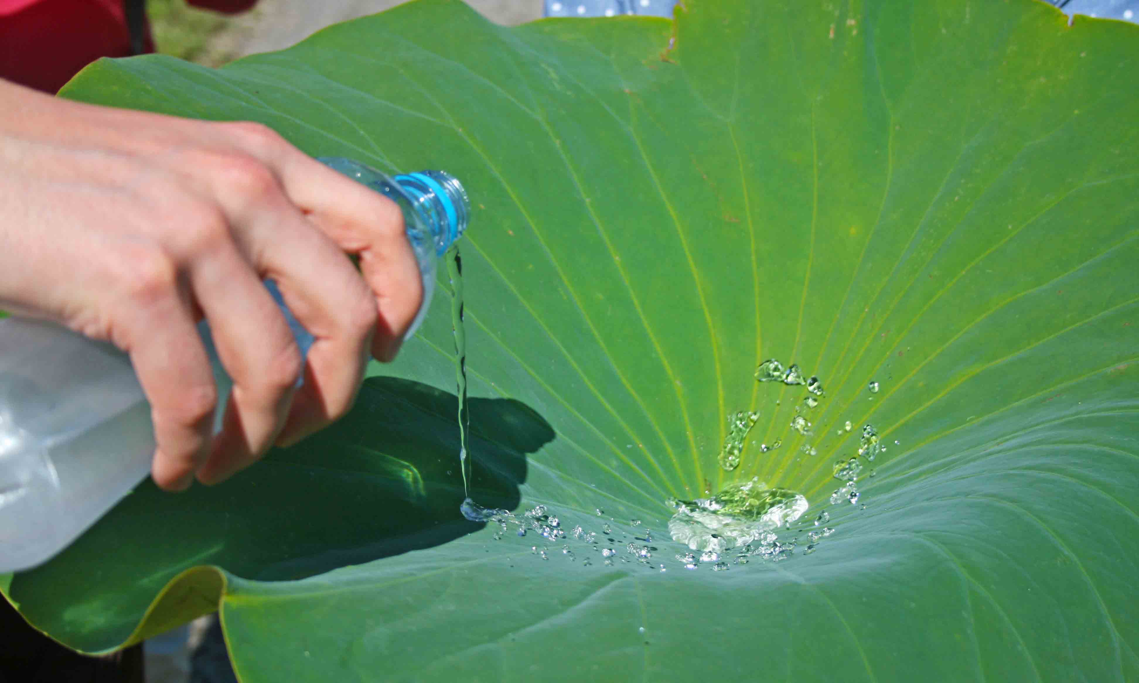 1644466240109916.jpg news-lotus-leaf-water.jpg